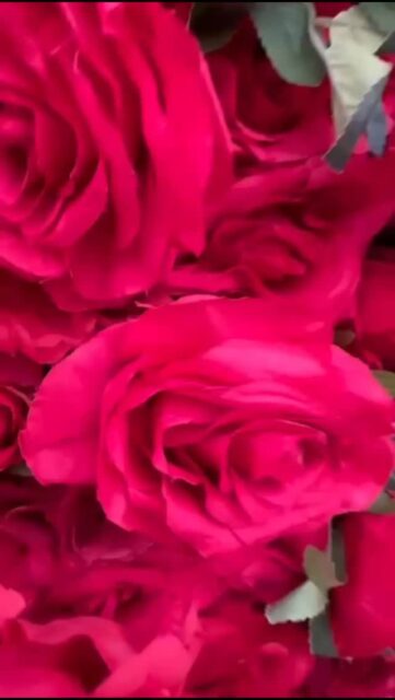 Valentine’s Day was a dream! ❤️🌹 Our Red Flower Wall was the star of the night.
Still looking for that perfect backdrop? The love (and the deals) are still blooming at Salut Event Rentals!
🔗 BOOK NOW: Link in bio! 🥂
#valentinesrecap #redflowerwall #eventrentalsdfw #mckinneytx #planotx
